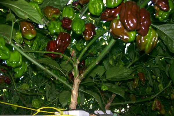 Jamaican Chocolate Habanero 3