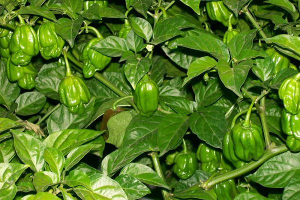 Jamaican Chocolate Habanero 4