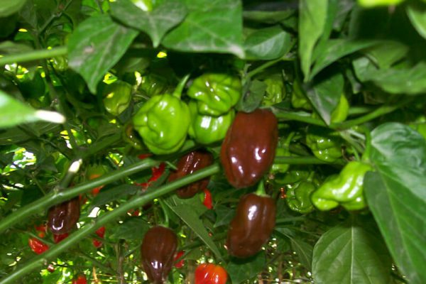 Jamaican Chocolate Habanero 5