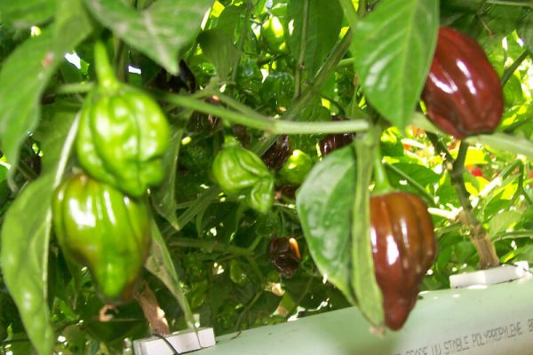 Jamaican Chocolate Habanero 6