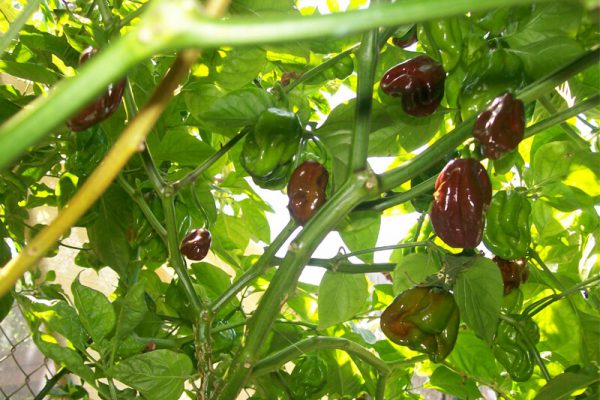 Jamaican Chocolate Habanero 7