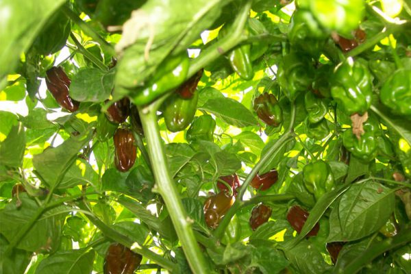 Jamaican Chocolate Habanero 8