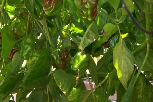 Jamaican Chocolate Habanero 9