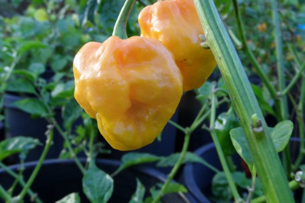 Jamaican Scotch Bonnet 1