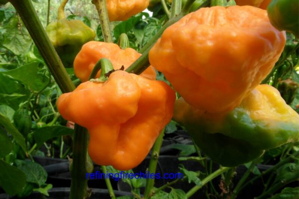 Jamaican Scotch Bonnet 10