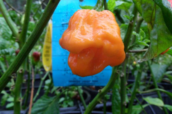 Jamaican Scotch Bonnet 11