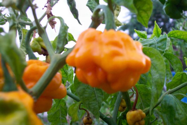 Jamaican Scotch Bonnet 2