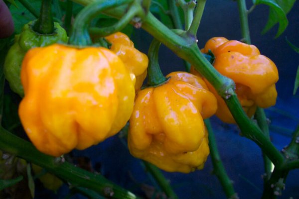 Jamaican Scotch Bonnet 3