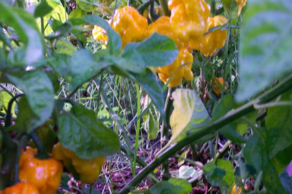 Jamaican Scotch Bonnet 4