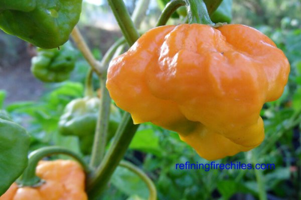 Jamaican Scotch Bonnet 5