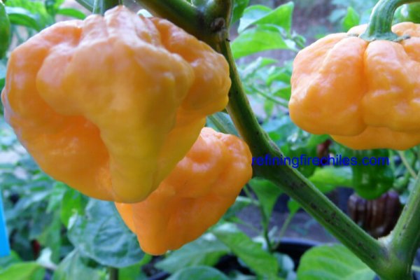 Jamaican Scotch Bonnet 6