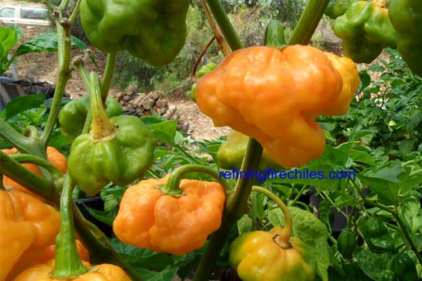 Jamaican Scotch Bonnet 7