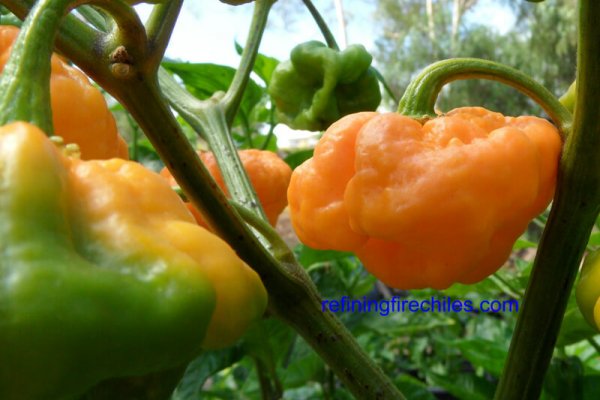 Jamaican Scotch Bonnet 8