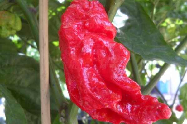 Jays Red Ghost Scorpion 1