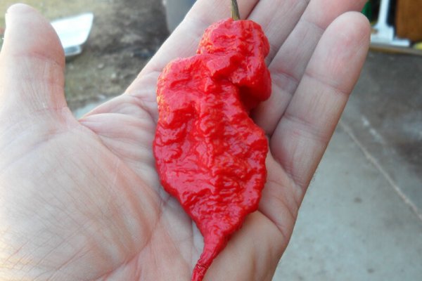 Jays Red Ghost Scorpion 10