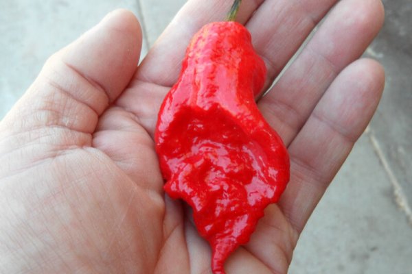 Jays Red Ghost Scorpion 16