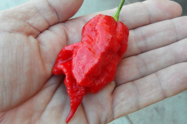 Jays Red Ghost Scorpion 17