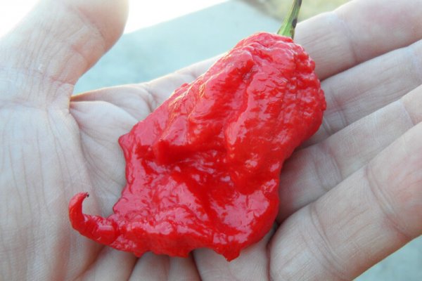 Jays Red Ghost Scorpion 22