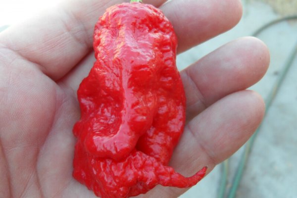 Jays Red Ghost Scorpion 24