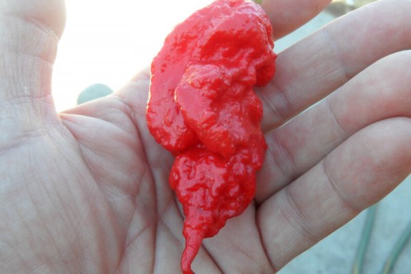 Jays Red Ghost Scorpion 25