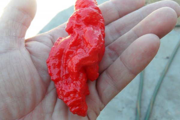 Jays Red Ghost Scorpion 27