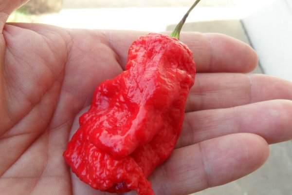 Jays Red Ghost Scorpion 29