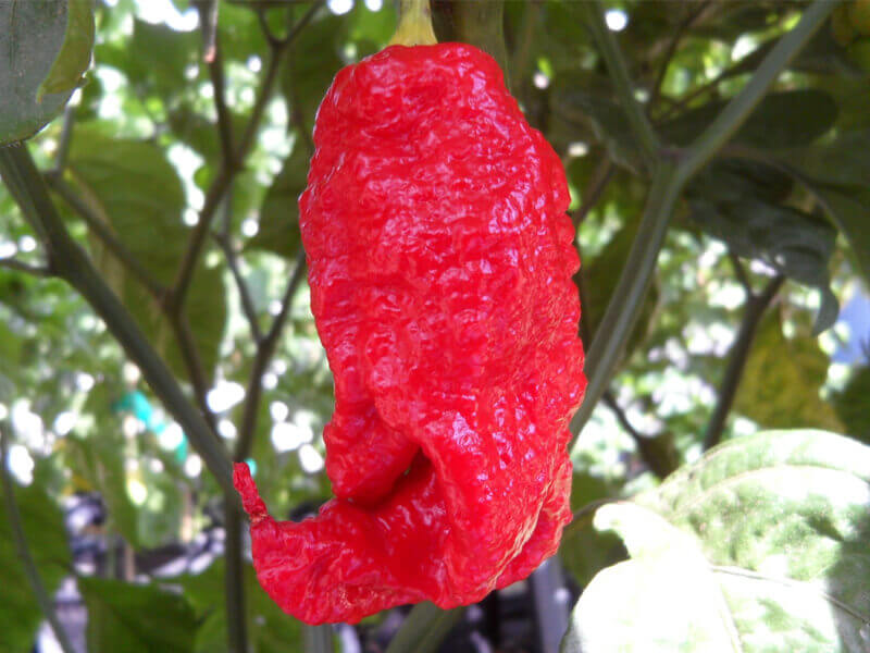 Jays Red Ghost Scorpion 3