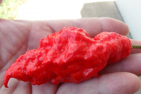 Jays Red Ghost Scorpion 30