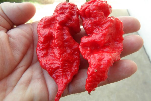 Jays Red Ghost Scorpion 31