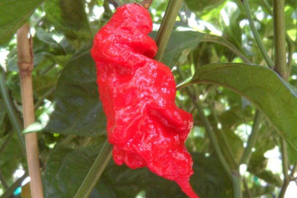 Jays Red Ghost Scorpion 4