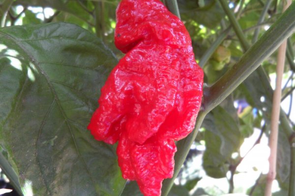 Jays Red Ghost Scorpion 5