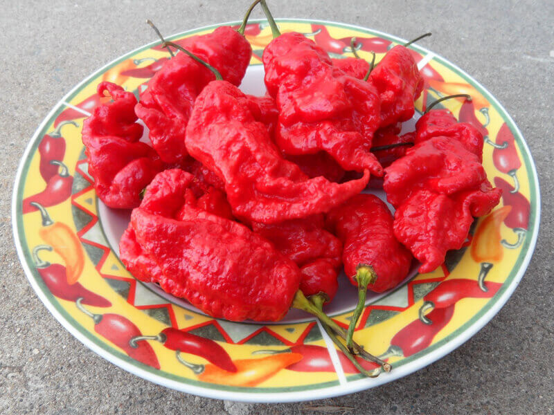 Jays Red Ghost Scorpion 6