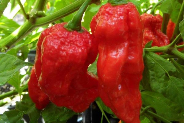King Naga 2