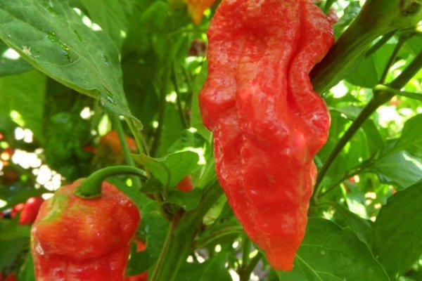 King Naga 3