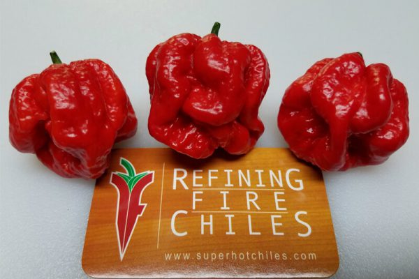 MOA Scotch Bonnet Red