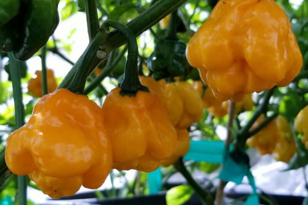 MOA Scotch Bonnet Yellow