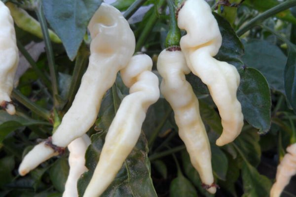 Murupi Amarela 1
