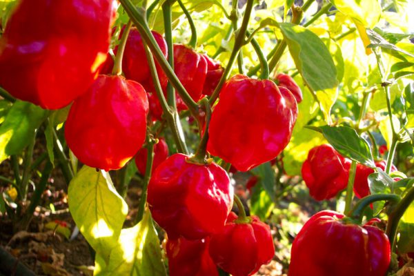 Red Savina 1