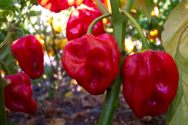 Red Savina 2