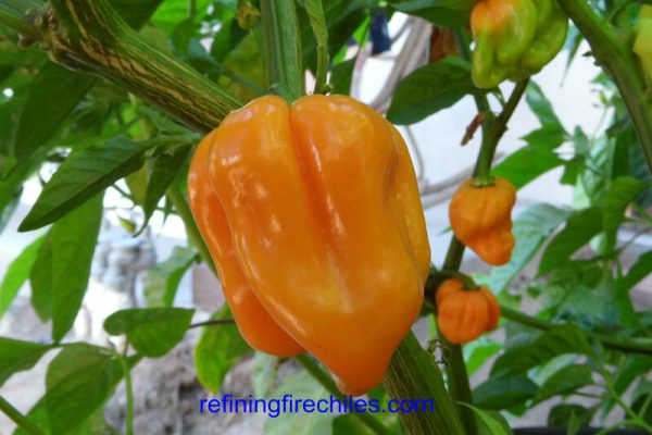 Roatan Pumpkin Habanero 1