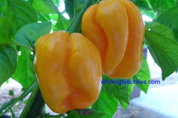 Roatan Pumpkin Habanero 10