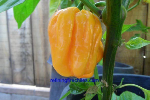 Roatan Pumpkin Habanero 11