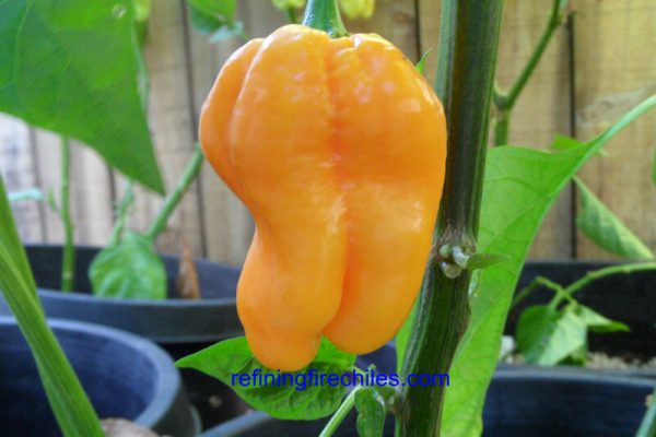 Roatan Pumpkin Habanero 12