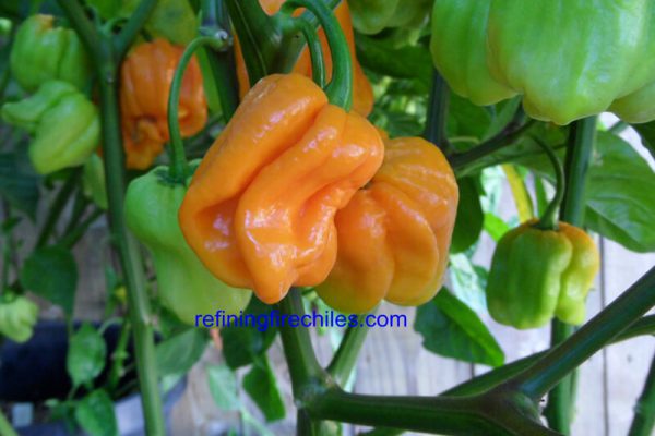Roatan Pumpkin Habanero 17