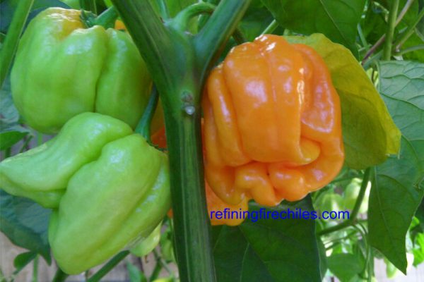 Roatan Pumpkin Habanero 18