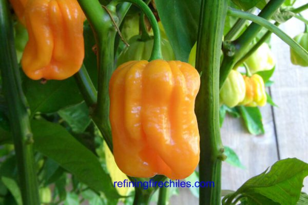 Roatan Pumpkin Habanero 19