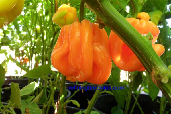 Roatan Pumpkin Habanero 2