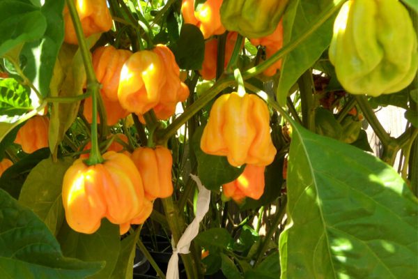 Roatan Pumpkin Habanero 22