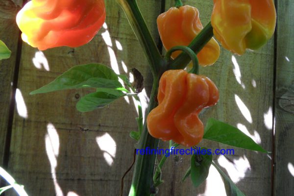 Roatan Pumpkin Habanero 5