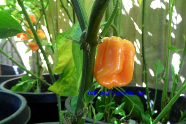 Roatan Pumpkin Habanero 6